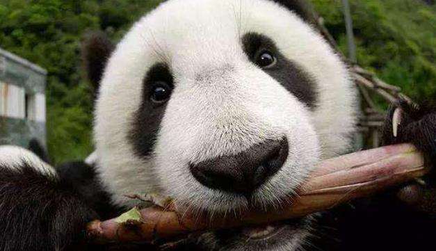 When the panda is too fat...| Funny Animals Videos  超可爱，当熊猫变胖后..
