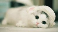 Cute Silly Cats | Funny Animals Videos ? 这些猫咪太搞笑了吧