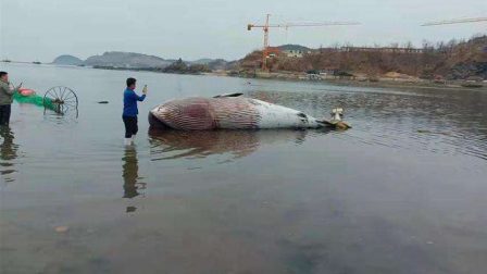 9米长鲸鱼搁浅大连海滩