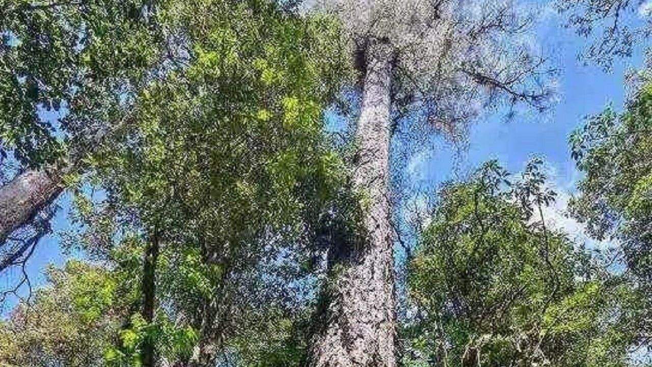 西藏发现我国大陆已知最高树